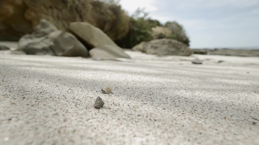 Small hermit crab moving on the sands of a beach