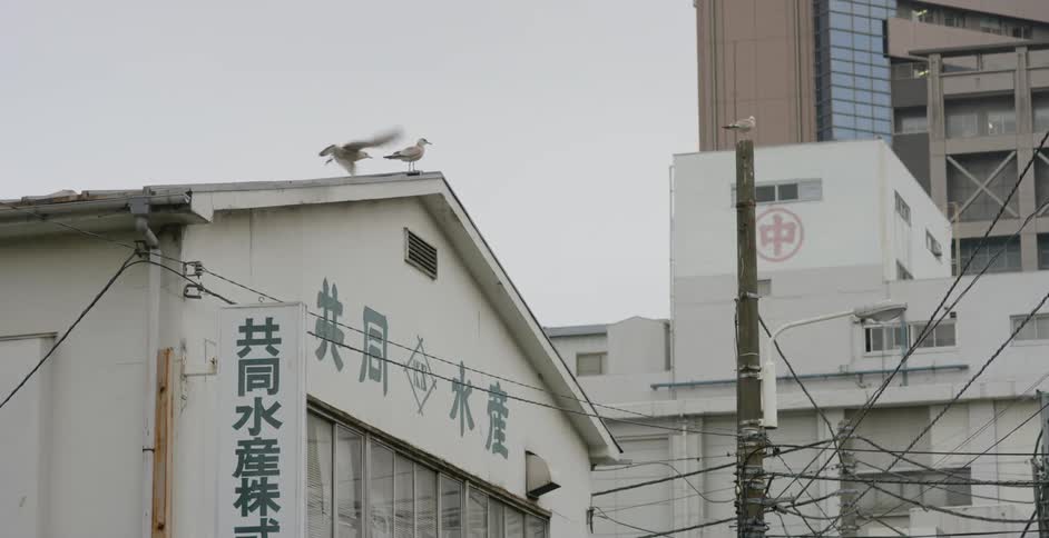 Seagulls standing on the roof of a small building in japan