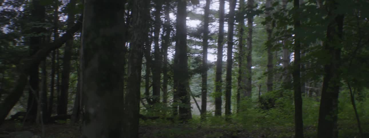 Large tree trunks in the woords