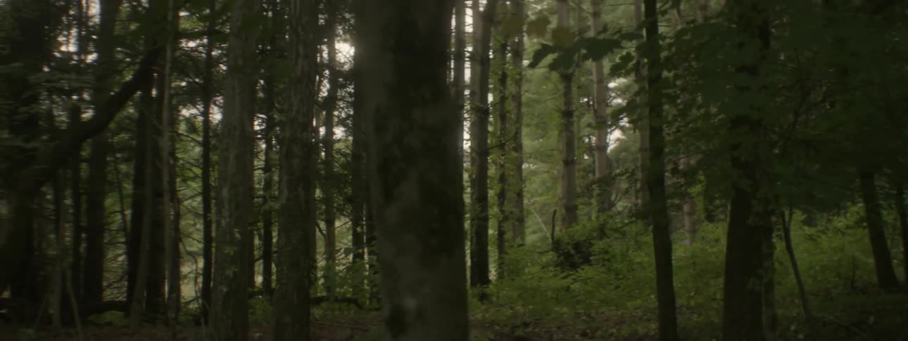 A thick forest on a sunny summer day