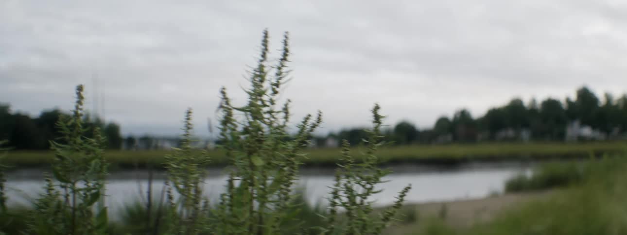 The wind blows the tall grass along the bank