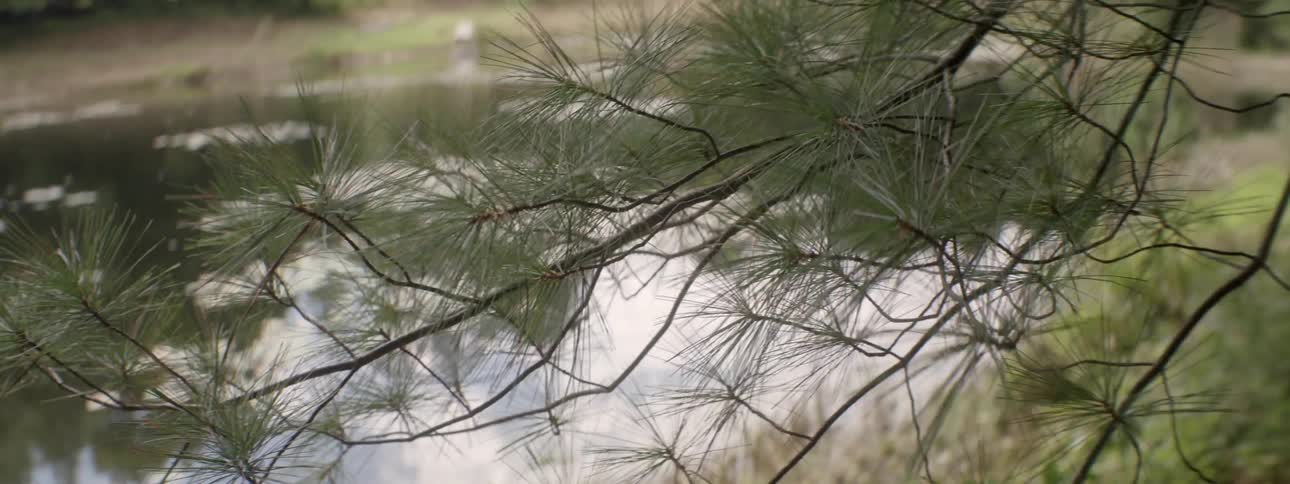 A tree hangs next to a pond