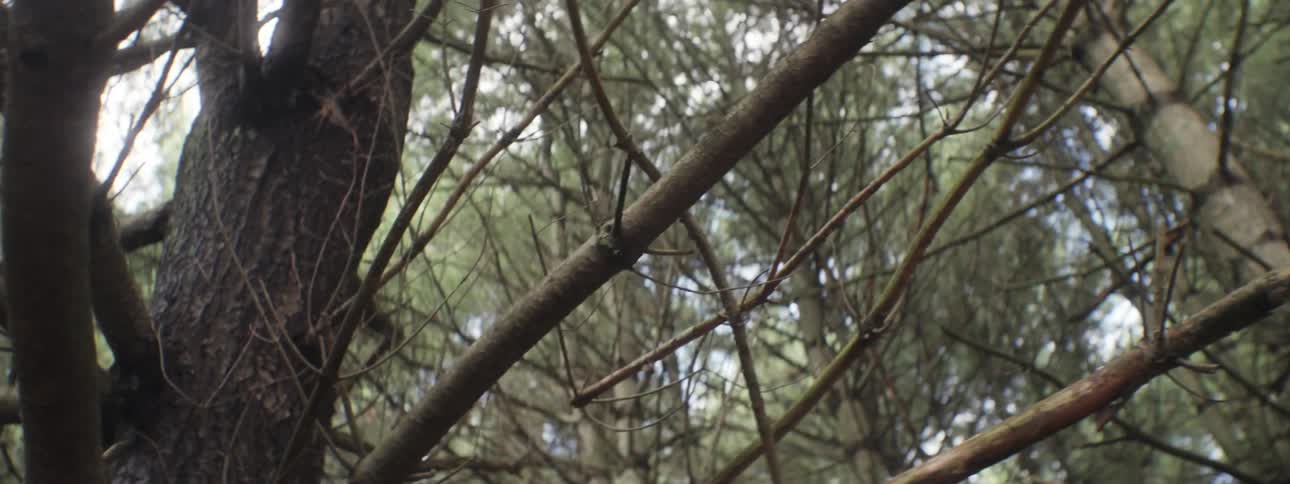 Looking up at trees
