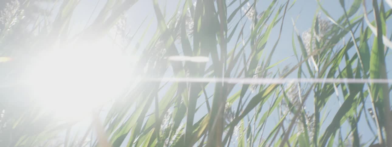 Grass is growing in the sun