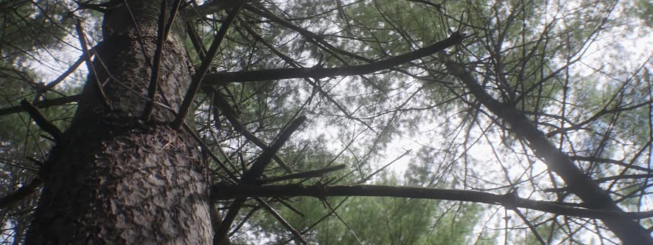 A shaky view pointed upward along the trunk of a tall tree in a wooded area