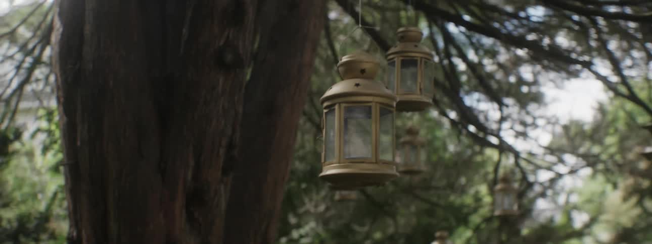 Lanterns hanging from an big tree sway in the breeze