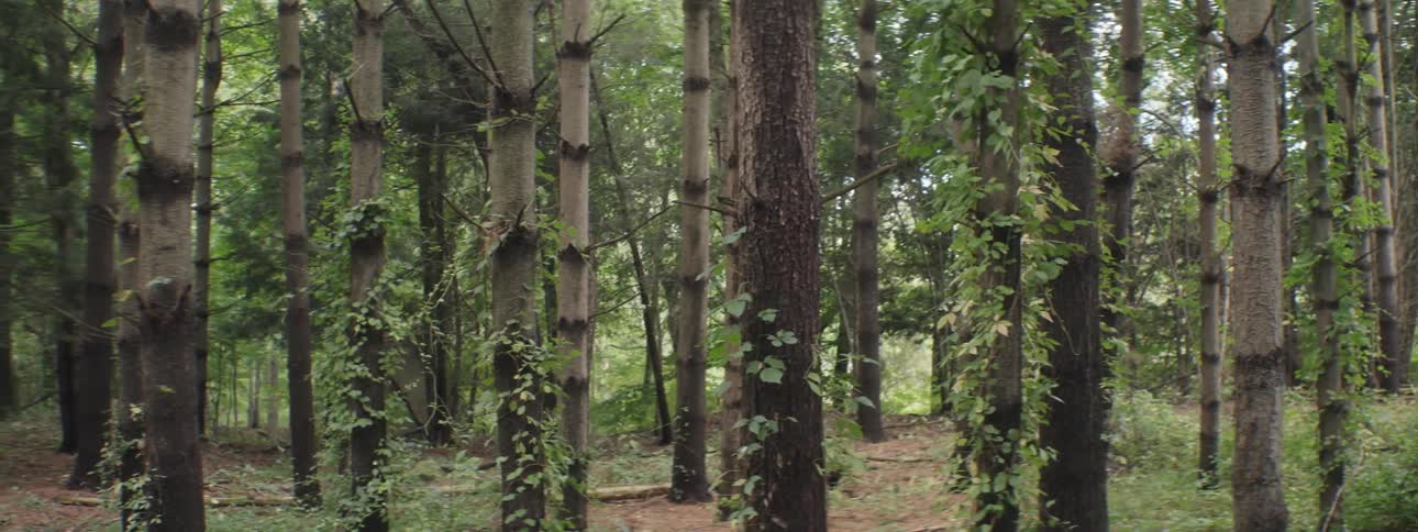 Tall tree trunks in the woods