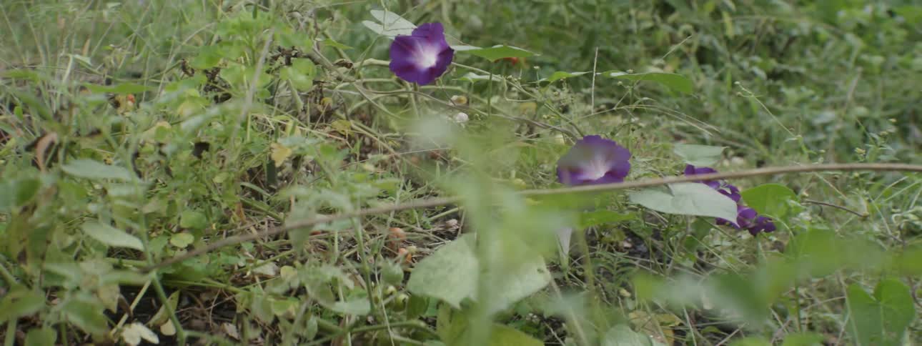 Purple flowers growing close to the ground