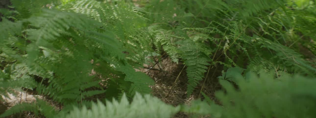 Ferns growing wild