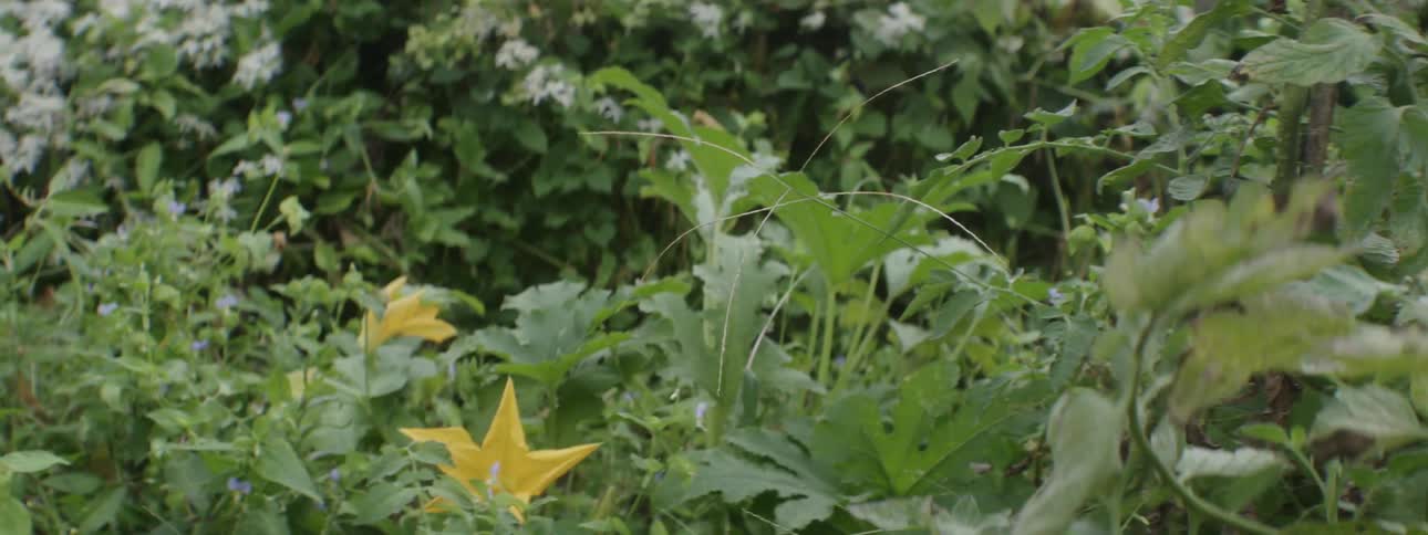 Some leaves and yellow flowers