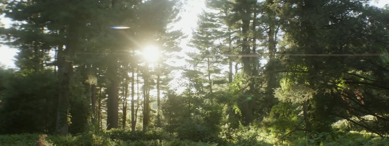 Sunlight filtering through branches in a forest