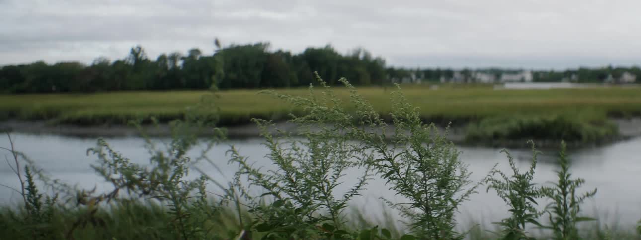 Grass blowing in the wind