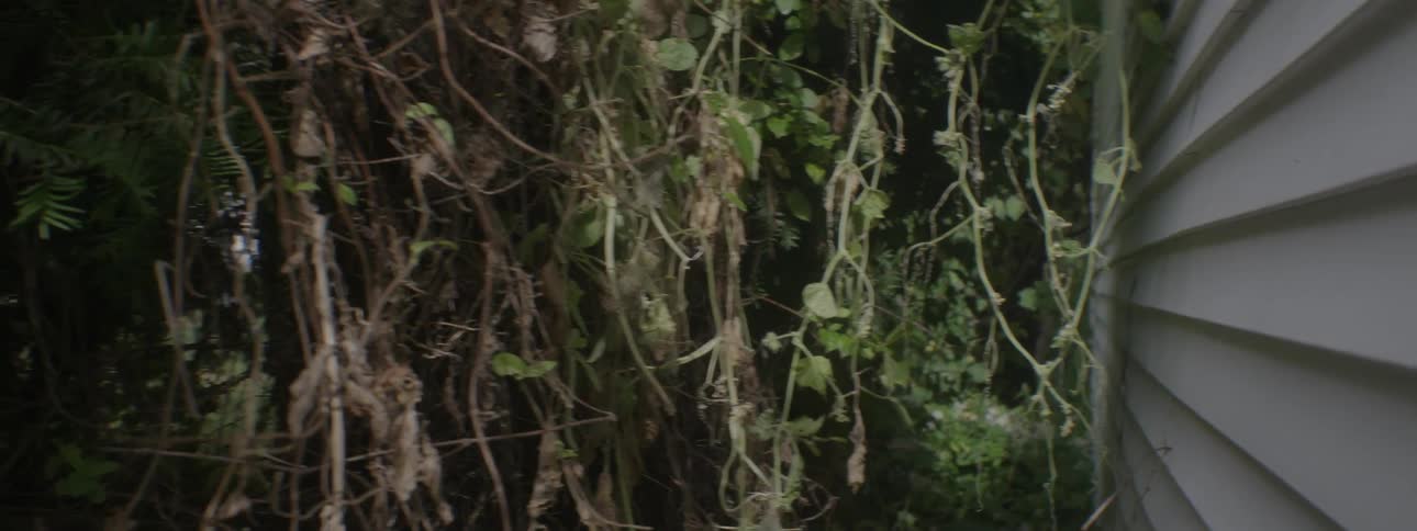 Vines growing on a house