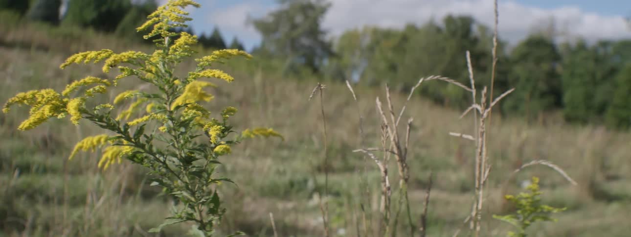A plant with yellow flowers in a field