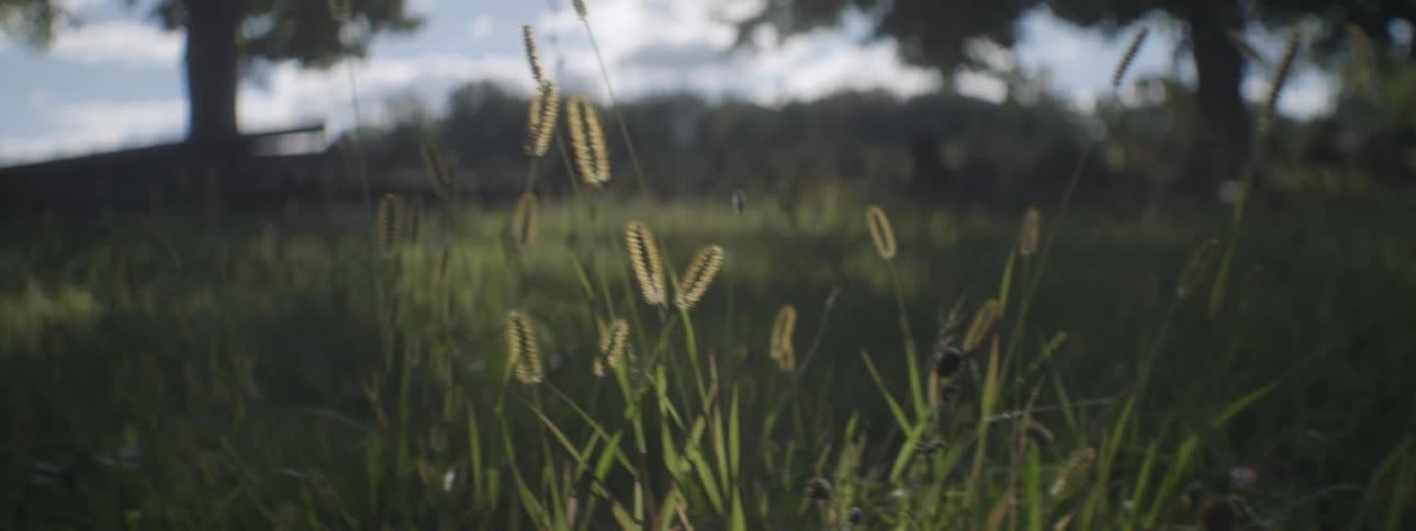 Grass blowing in the wind