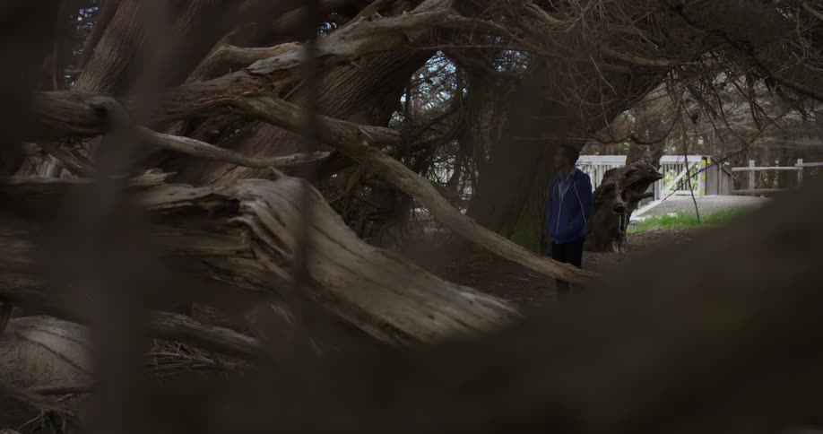 An asian man stands in a forest and looks at the trees