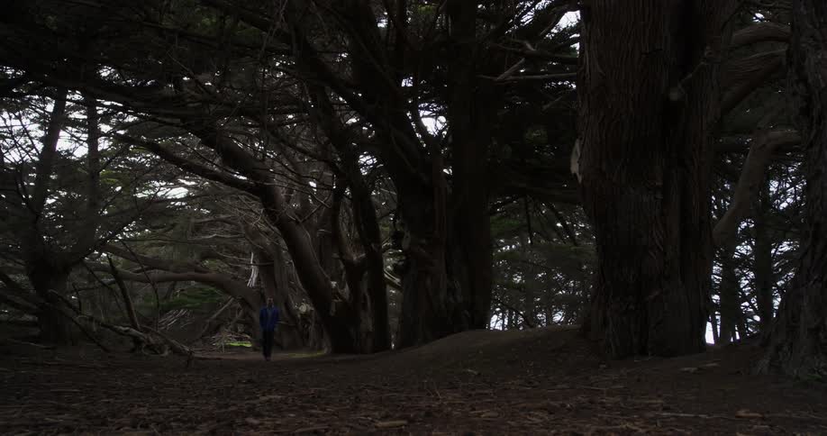 Large oak trees line a mulched pathway that a man walks through