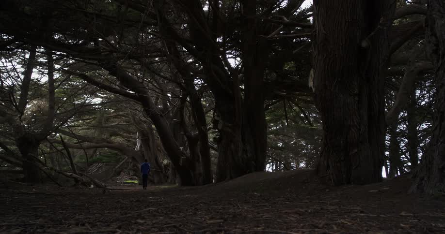 A person with a blue sweater walking in the woods