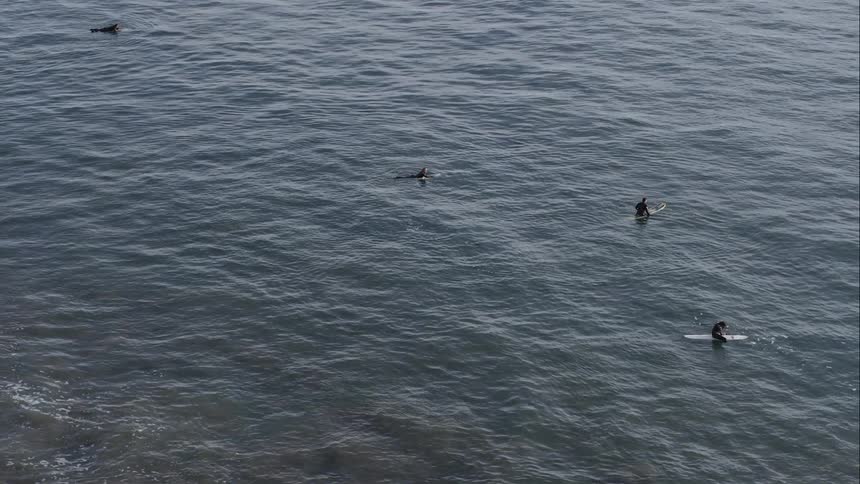 Four surfers paddle out into the water on surfboards