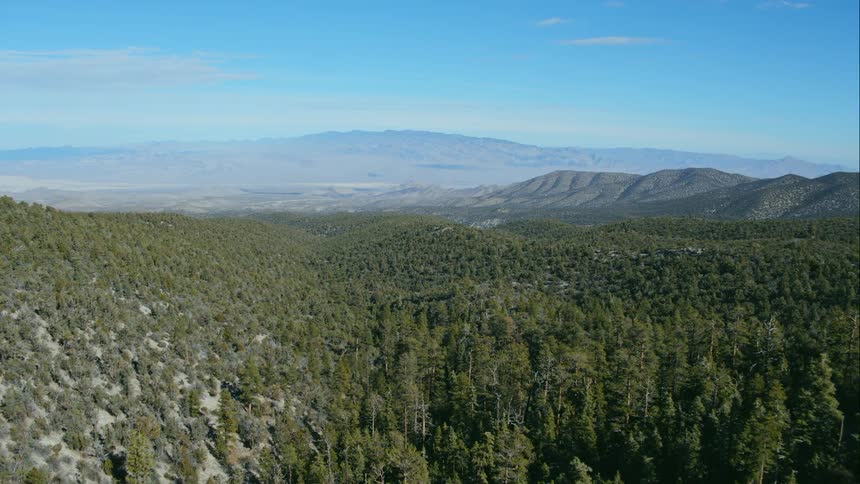 Forest trees on hills and slopes with hills and ridges on the horizon
