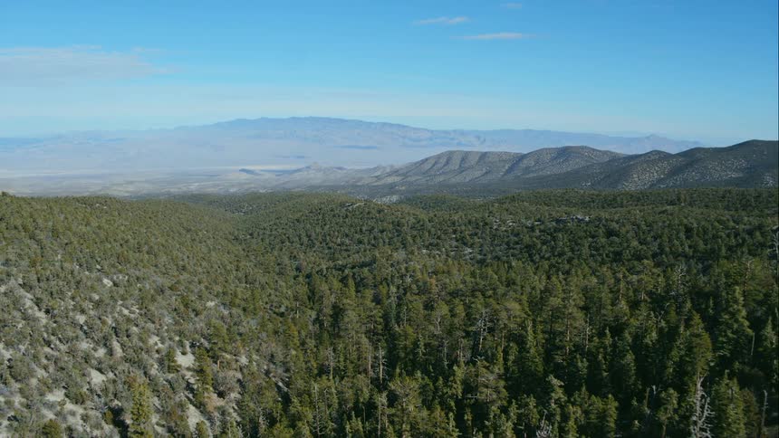Landscape view of a forest