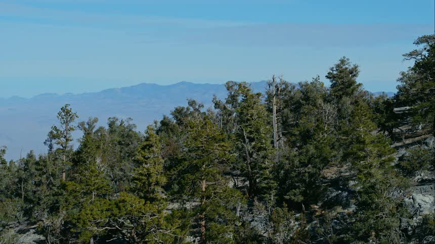 Landscape of the mountain forest with clear sky during daylight