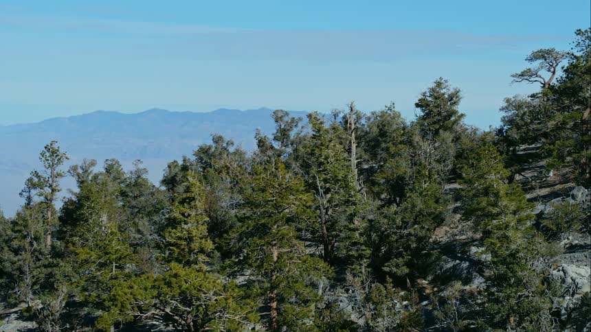 A forest with mountains and the sky in the background