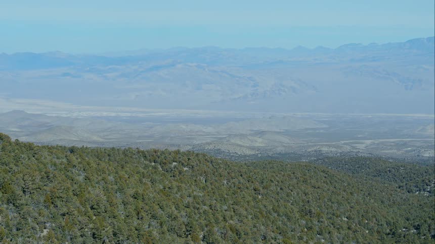 A forest with mountains and sky in the background