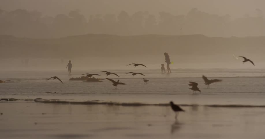 Woman and dog walk in the lake as birds fly around
