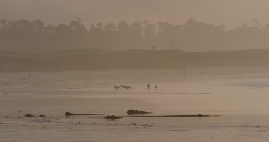 Dogs run in the water as people walk on the beach