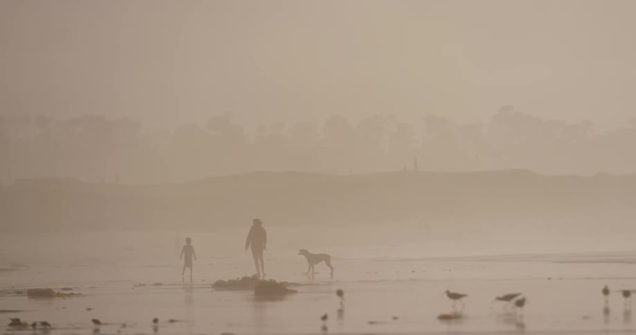 A silhouette of two people a dog and birds walking on the beach