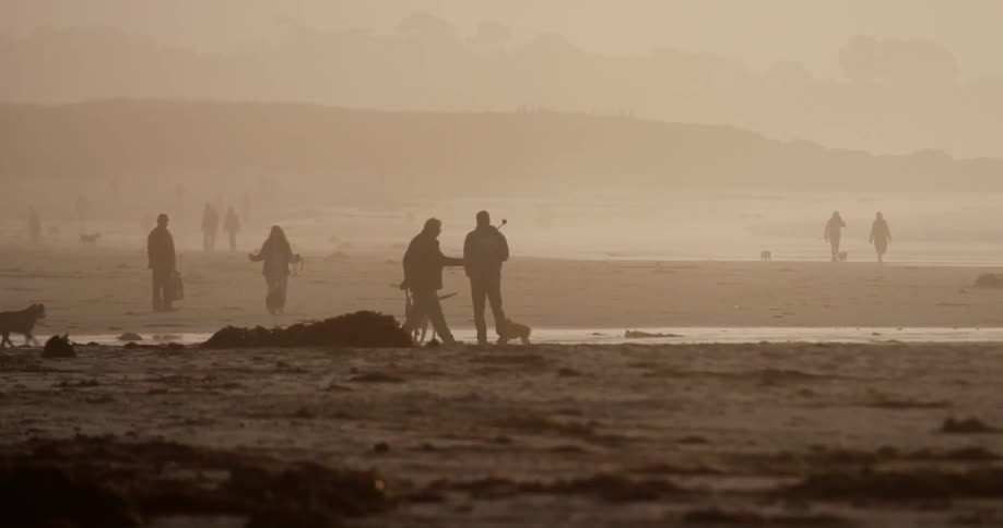 Dogs run on the beach as men and women walk nearby