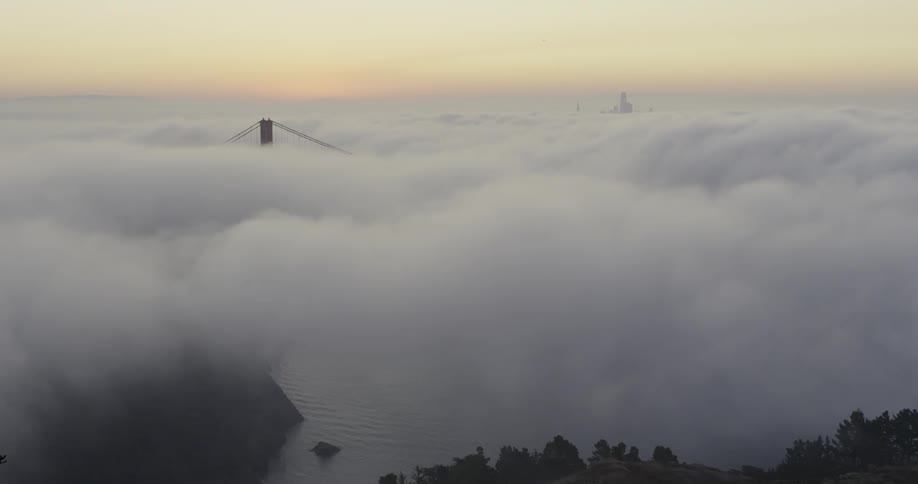 Trees with a bridge and fog in the background