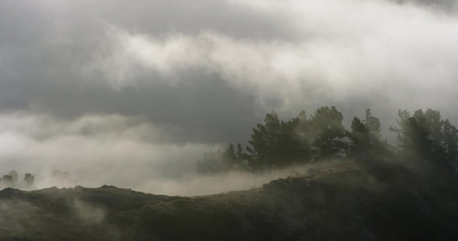 Trees with fog and the sky in the background