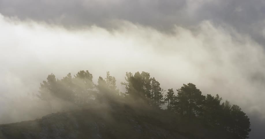 A bank of clouds move over a treeline