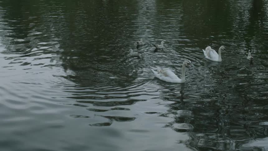 A swan floating on water
