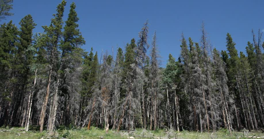 A forest of trees stands against a blue sky