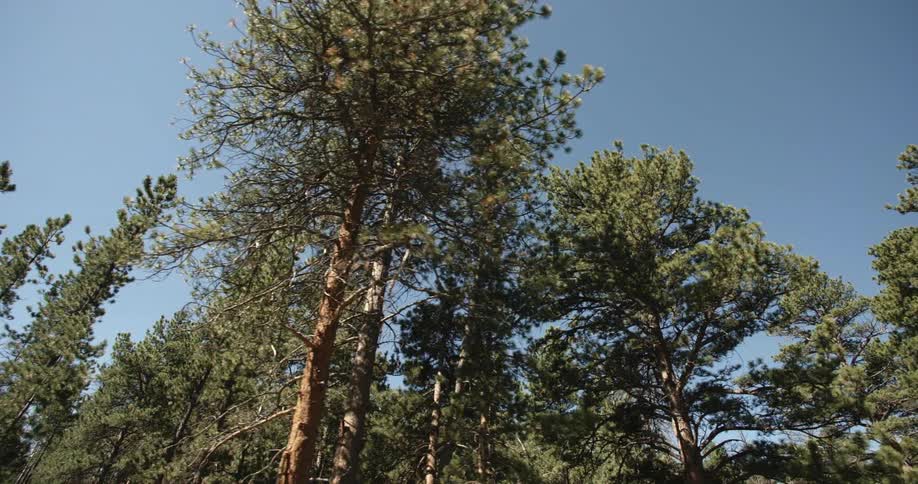 Driving by, looking upward at tall evergreen trees in a forest