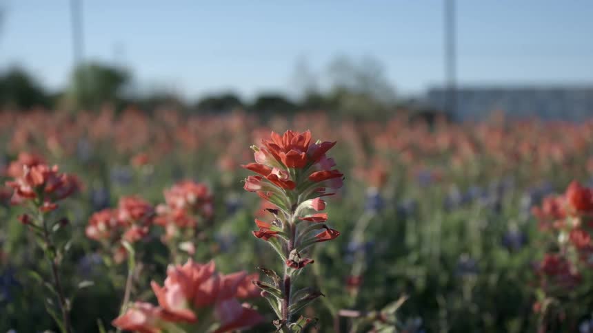 Red flowering wild flowers