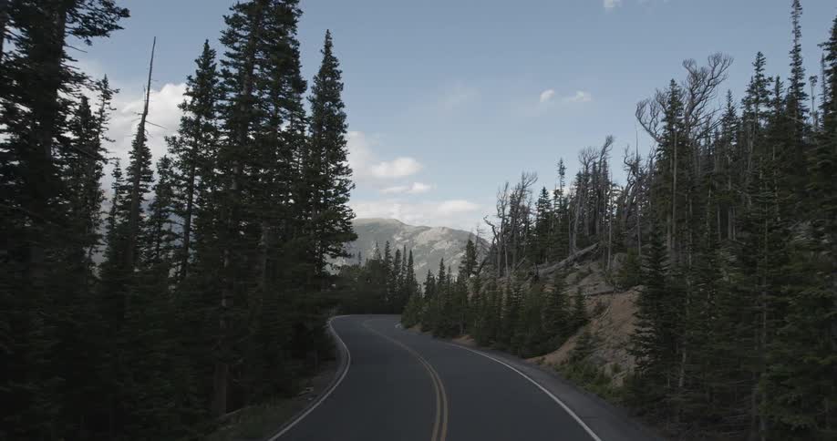 View of pine trees from road