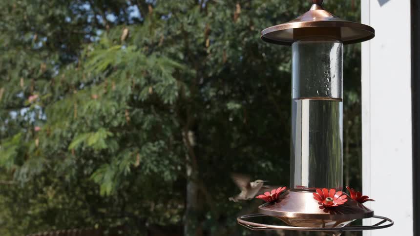 A hummingbird at a feeder