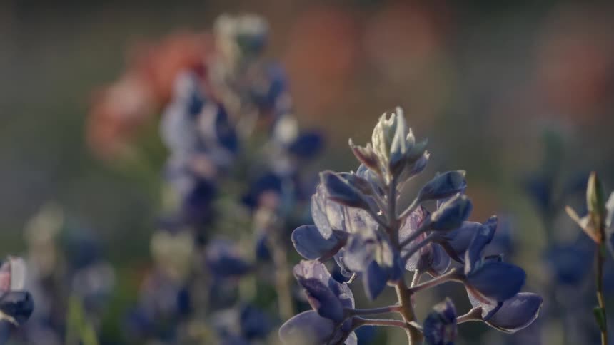 Blue flowers moving in the breeze