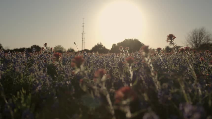 Wild flowers moving in the breeze