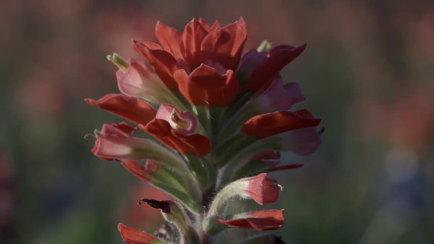 A red flower