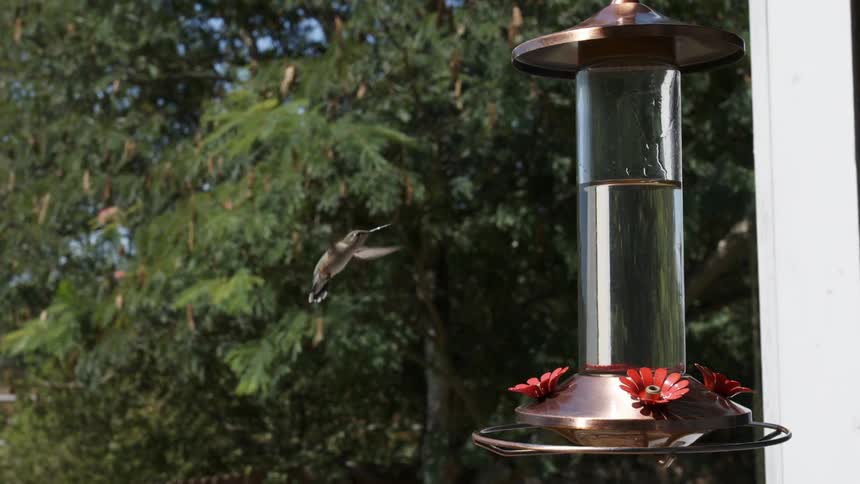 A hummingbird hovers near a feeder and then flies away