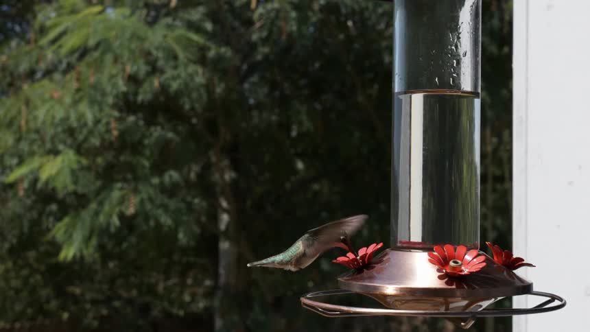 A hummingbird at a feeder