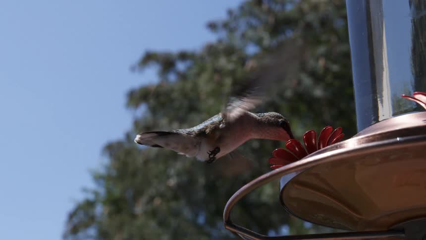 A hummingbird drinks from a bird feeder