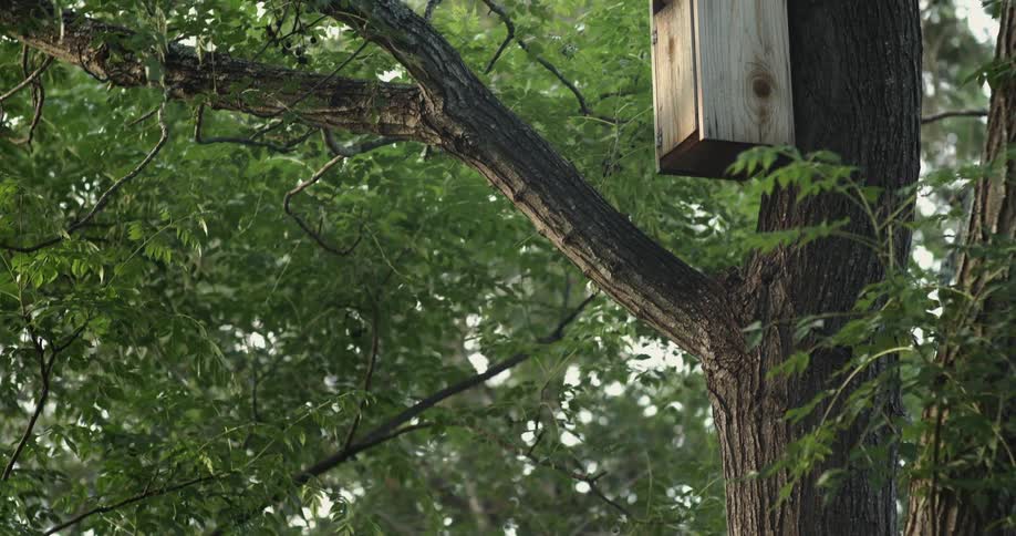 A tall tree has an occupied wooden birdhouse attached to its trunk