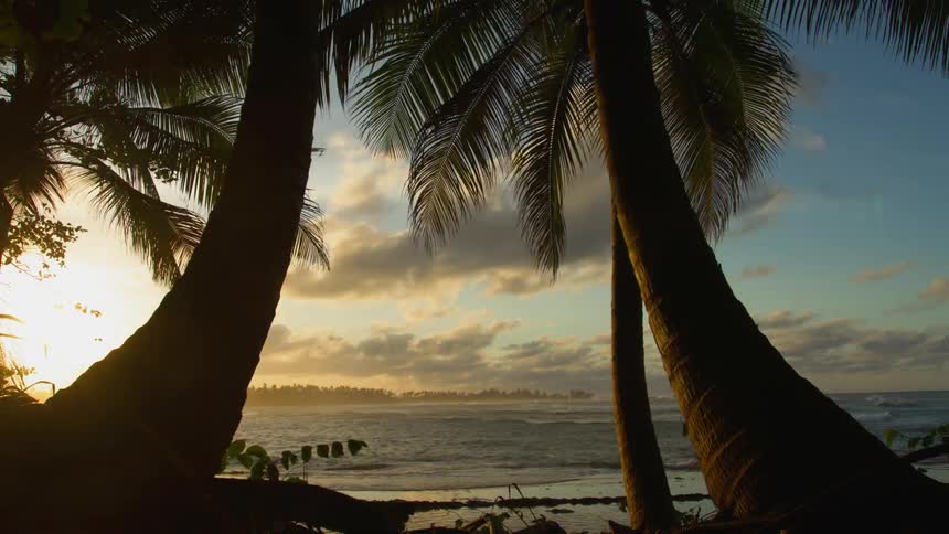Palm trees line a tropical beach