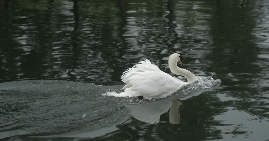 A white swan swims in a pond
